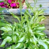 4 Curly Hosta Bare Root Plants - Green & White Foliage, Outdoor - Image 1