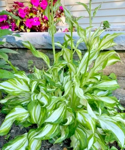 4 Curly Hosta Bare Root Plants - Green & White Foliage, Outdoor - Image 1