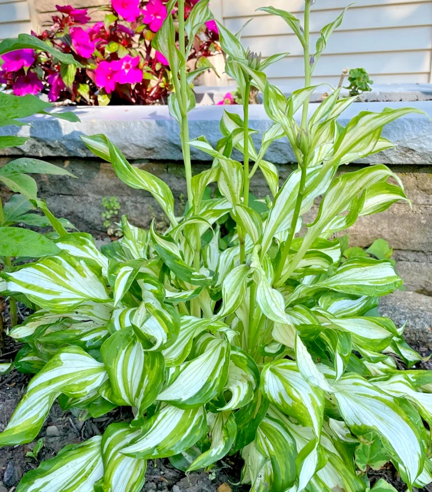 4 Curly Hosta Bare Root Plants - Green & White Foliage, Outdoor - Image 1