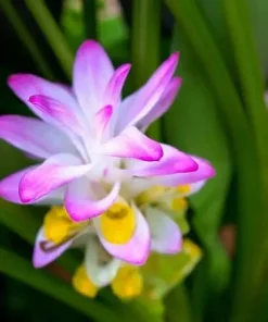4 Live Organic Turmeric Tuber Bulbs - Curcuma longa - Prepped for Growing - Image 2