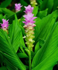 4 Live Organic Turmeric Tuber Bulbs - Curcuma longa - Prepped for Growing - Image 3