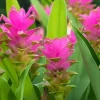 4 Live Organic Turmeric Tuber Bulbs - Curcuma longa - Prepped for Growing - Image 1