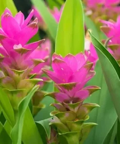 4 Live Organic Turmeric Tuber Bulbs - Curcuma longa - Prepped for Growing - Image 1