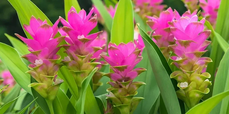 4 Live Organic Turmeric Tuber Bulbs - Curcuma longa - Prepped for Growing - Image 1