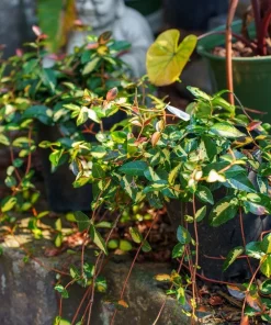 4 Live Summer Jasmine Plants – Trailing Vines – Fragrant White Blooms - Image 2