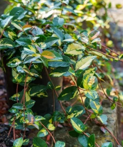 4 Live Summer Jasmine Plants – Trailing Vines – Fragrant White Blooms - Image 3