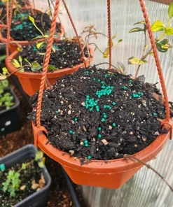 4 Live Summer Jasmine Plants – Trailing Vines – Fragrant White Blooms - Image 4