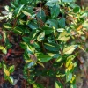 4 Live Summer Jasmine Plants – Trailing Vines – Fragrant White Blooms - Image 1