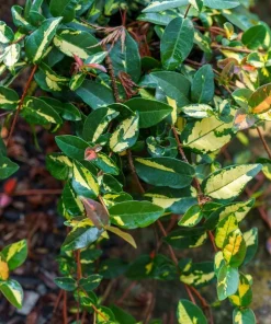 4 Live Summer Jasmine Plants – Trailing Vines – Fragrant White Blooms - Image 1