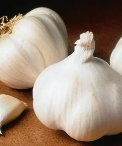 4 Organic Garlic Bulbs Mixed Varieties - Chesnok Red, Music, Italian - Fall Planting - Image 2