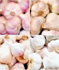 4 Organic Garlic Bulbs Mixed Varieties - Chesnok Red, Music, Italian - Fall Planting - Image 1