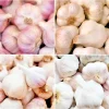 4 oz Organic Garlic Bulbs Mix - Chesnok Red, Music, Italian Varieties for Planting - Image 1