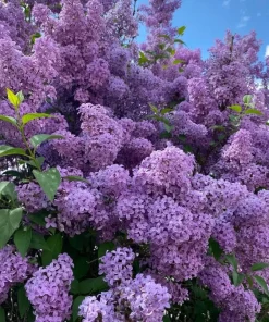 4 Purple Lilac Live Plants - Syringa vulgaris - 4