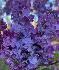 4 Purple Lilac Live Plants - Syringa vulgaris - 4