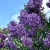 4 Purple Lilac Live Plants - Syringa vulgaris - 4" Pots - Fragrant Flowering Shrub - Image 1