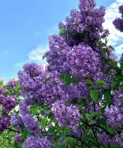 4 Purple Lilac Live Plants - Syringa vulgaris - 4