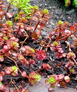 4 Red Carpet Sedum Live Plant – Bare Root Succulent – Outdoor Mat-Forming Groundcover - Image 2