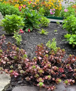4 Red Carpet Sedum Live Plant – Bare Root Succulent – Outdoor Mat-Forming Groundcover - Image 3