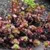 4 Red Carpet Sedum Live Plant – Bare Root Succulent – Outdoor Mat-Forming Groundcover - Image 1