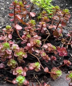 4 Red Carpet Sedum Live Plant – Bare Root Succulent – Outdoor Mat-Forming Groundcover - Image 1
