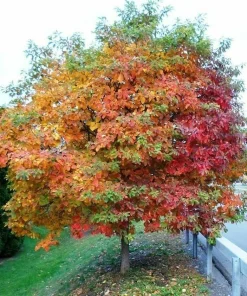 4 Sassafras Trees - 6-12