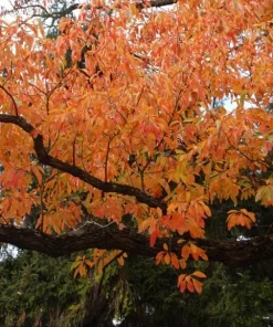 4 Sassafras Trees - 6-12