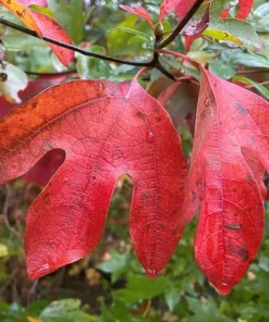 4 Sassafras Trees - 6-12