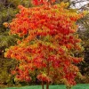 4 Sassafras Trees - 6-12" Tall Live Plants, Common Sassafras Seedlings (Sassafras albidum) - Image 1