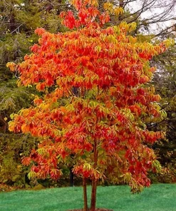 4 Sassafras Trees - 6-12