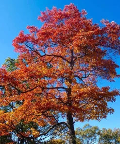 4 Sassafras Trees - 6-12