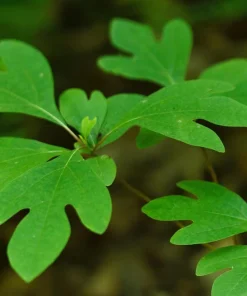 4 Sassafras Trees - 6-12