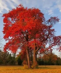 4 Sassafras Trees - 6-12