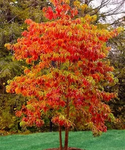 4 Sassafras Trees - 6-12
