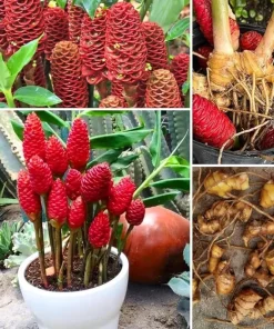 4 Shampoo Ginger Rhizomes – Zingiber Zerumbet Pine Cone Ginger Tropical - Image 3