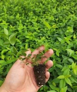 4 Tophat Dwarf Blueberry Live Plant Starter Plugs - Highbush Fruit Bush - Image 2