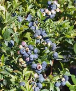 4 Tophat Dwarf Blueberry Live Plant Starter Plugs - Highbush Fruit Bush - Image 4