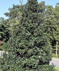 40 American Holly Ilex Opaca Evergreen Red Berry Shrub Seeds - Image 12