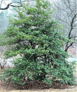 40 American Holly Ilex Opaca Evergreen Red Berry Shrub Seeds - Image 13