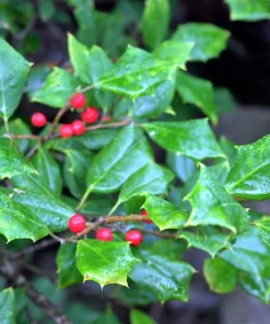 40 American Holly Ilex Opaca Evergreen Red Berry Shrub Seeds - Image 2