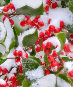 40 American Holly Ilex Opaca Evergreen Red Berry Shrub Seeds - Image 3