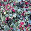 40 American Holly Ilex Opaca Evergreen Red Berry Shrub Seeds - Image 1