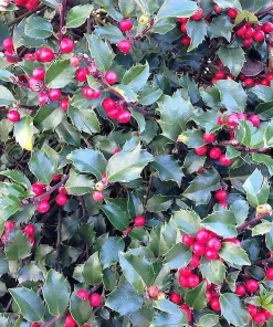 40 American Holly Ilex Opaca Evergreen Red Berry Shrub Seeds - Image 1