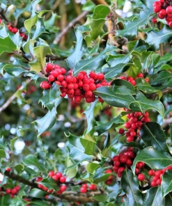 40 American Holly Ilex Opaca Evergreen Red Berry Shrub Seeds - Image 4