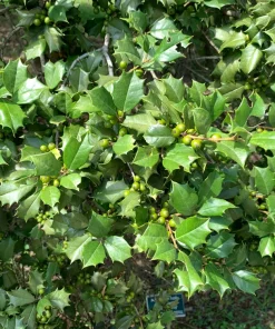40 American Holly Ilex Opaca Evergreen Red Berry Shrub Seeds - Image 5