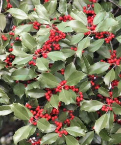 40 American Holly Ilex Opaca Evergreen Red Berry Shrub Seeds - Image 6