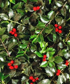 40 American Holly Ilex Opaca Evergreen Red Berry Shrub Seeds - Image 7
