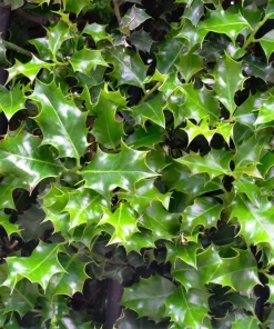 40 American Holly Ilex Opaca Evergreen Red Berry Shrub Seeds - Image 8