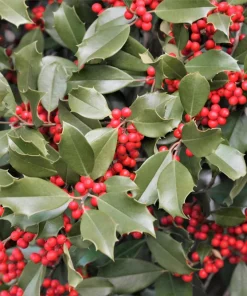 40 American Holly Ilex Opaca Evergreen Red Berry Shrub Seeds - Image 9