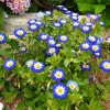 40 Blue Flash Morning Glory Seeds - Convolvulus Tricolor Violet Blue White & Yellow - Image 1