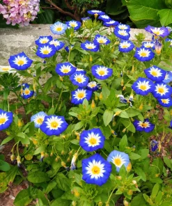 40 Blue Flash Morning Glory Seeds - Convolvulus Tricolor Violet Blue White & Yellow - Image 1